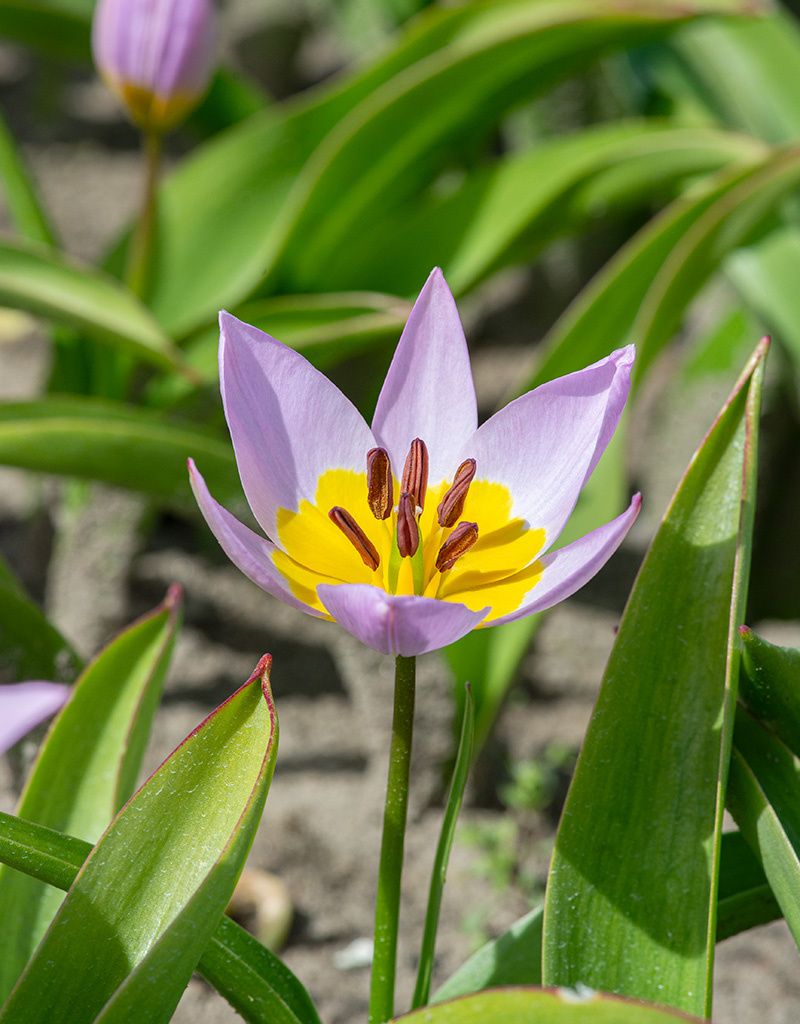 Tulp  Tulipa saxatilis, BIO - XL voordeelverpakking
