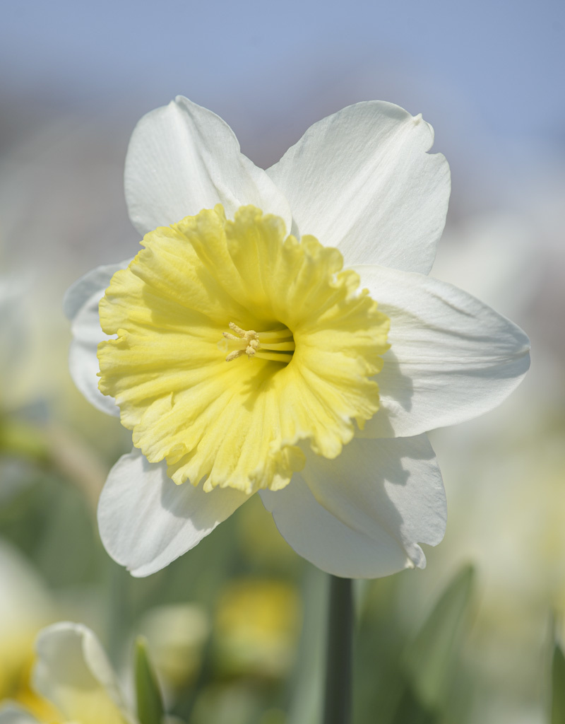 Narcis  Narcissus 'Ice Follies'