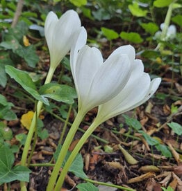 Herfsttijloos  Colchicum speciosum 'Album'