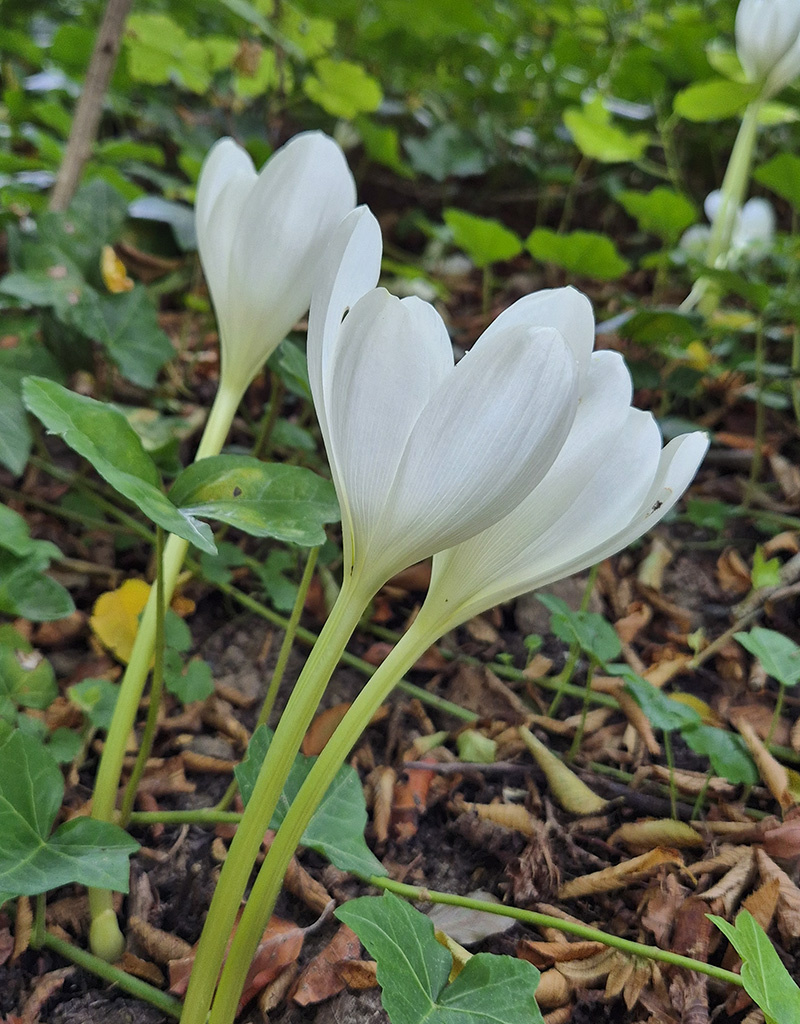 Herfsttijloos  Colchicum speciosum 'Album' (Herfsttijloos)