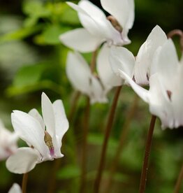 Cyclaam (najaar)  Cyclamen hederifolium 'Album' - in pot