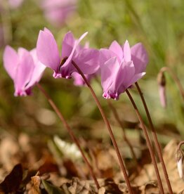 Cyclaam (najaar)  Cyclamen hederifolium - in pot