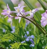 Sneeuwroem  Chionodoxa forbesii 'Pink Giant' (Sneeuwroem), BIO