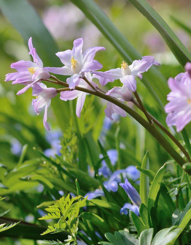 Sneeuwroem  Chionodoxa forbesii 'Pink Giant' (Sneeuwroem), BIO