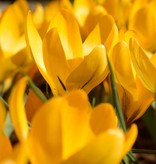 Krokus  Crocus geel, BIO