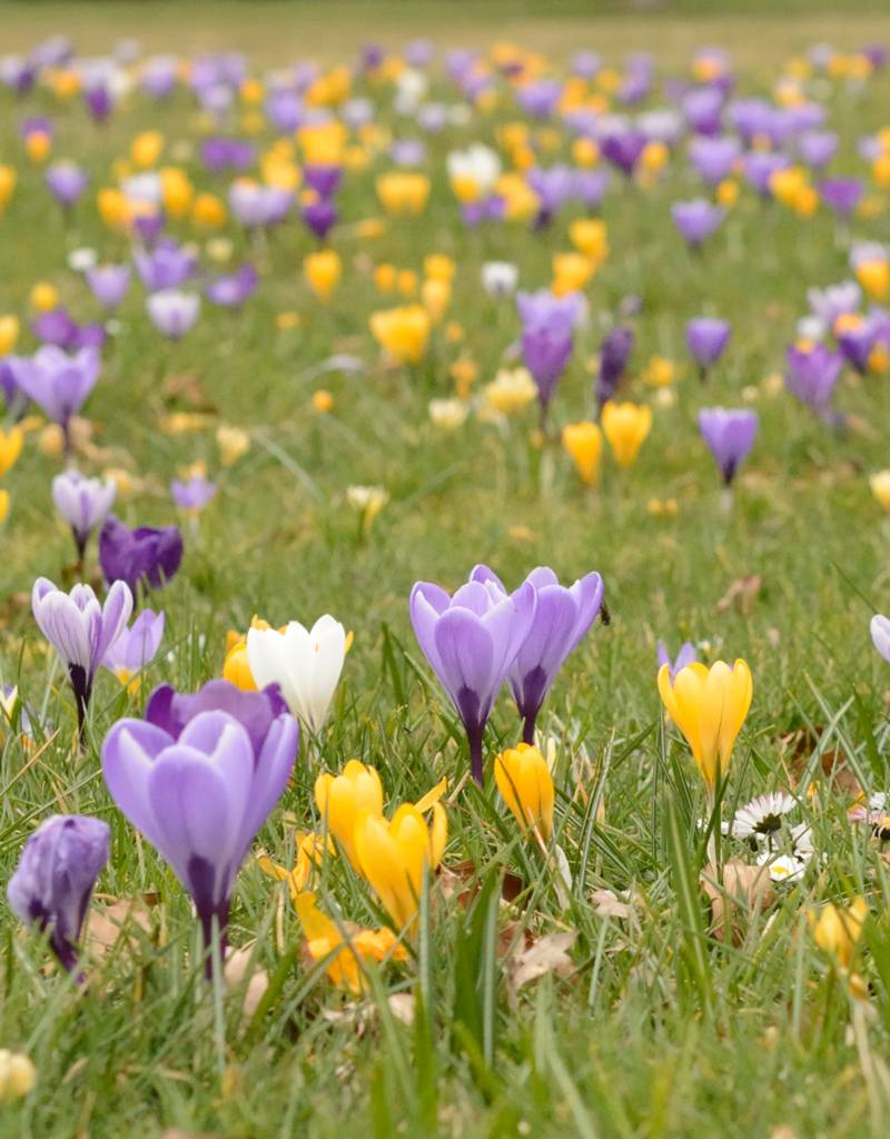 Krokus  Crocus geel, BIO