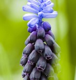 Druifhyacint  Muscari latifolium (Breedbladige druifhyacint) - Stinzenplant, BIO