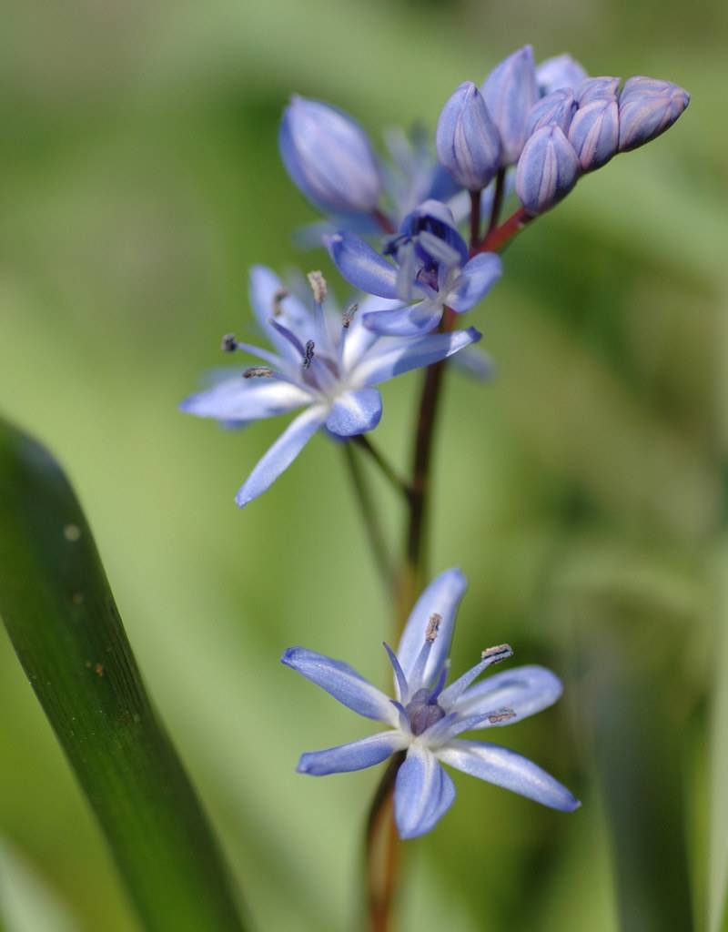 Sterhyacint (vroege)  Scilla bifolia (Vroege sterhyacint) - Stinzenplant - 200 stuks voor 8m2