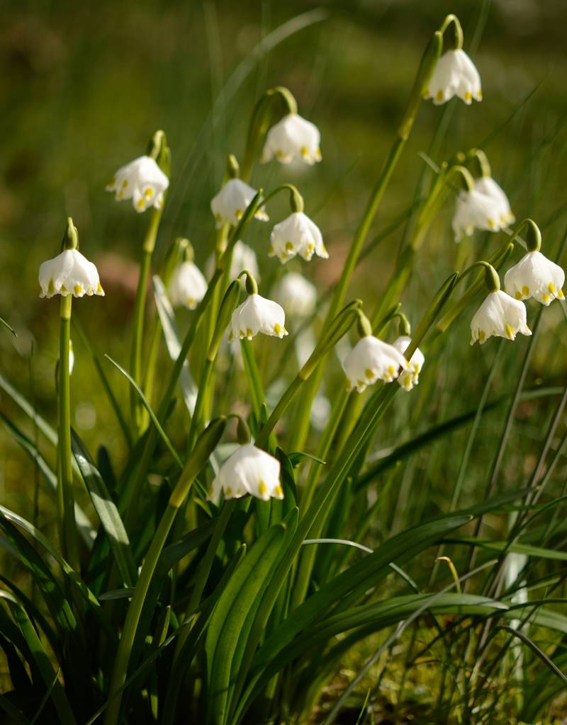 Lenteklokje  Leucojum vernum (Lenteklokje) - Stinzenplant