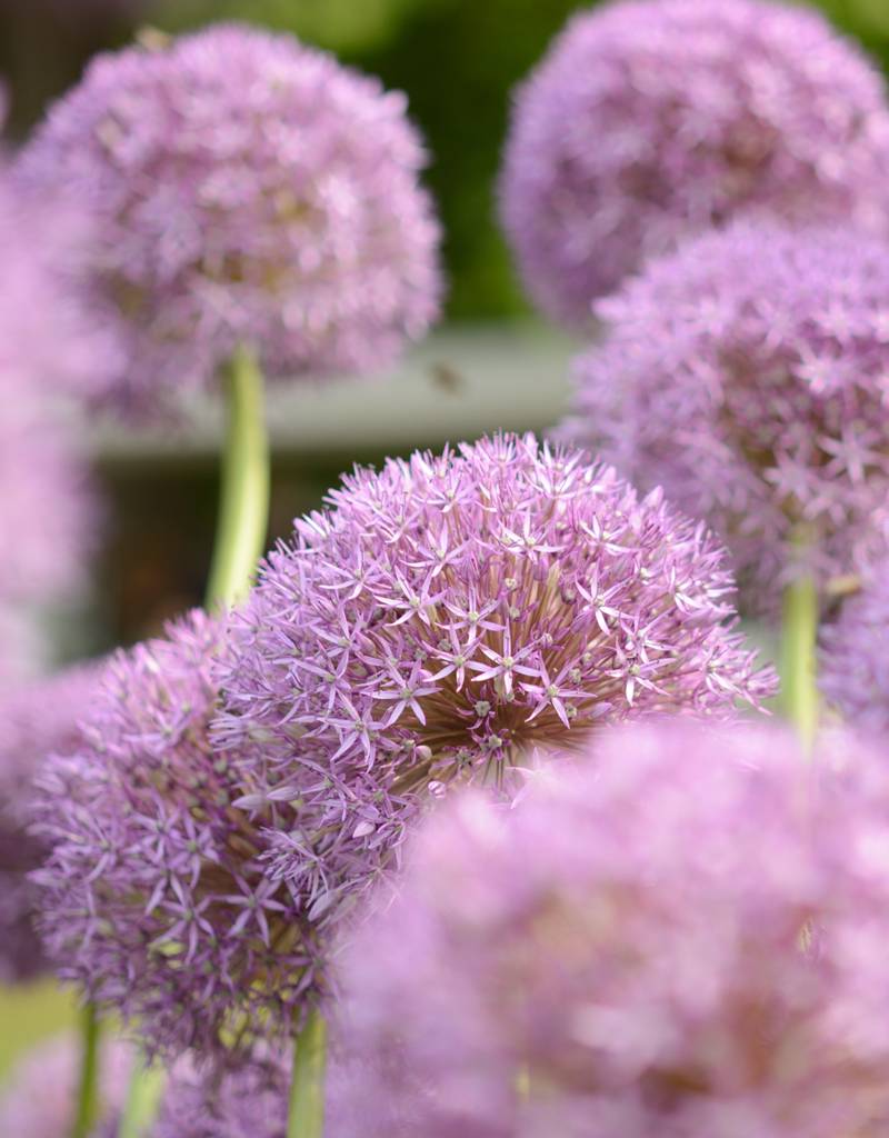 Sierui  Allium 'Pinball Wizard' (Sierui)