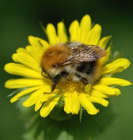 Hartbladzonnebloem Doronicum pardalianches - in pot