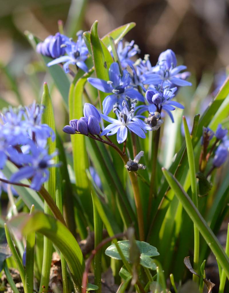 Sterhyacint (vroege)  Scilla bifolia (Vroege sterhyacint) - Stinzenplant - 200 stuks voor 8m2