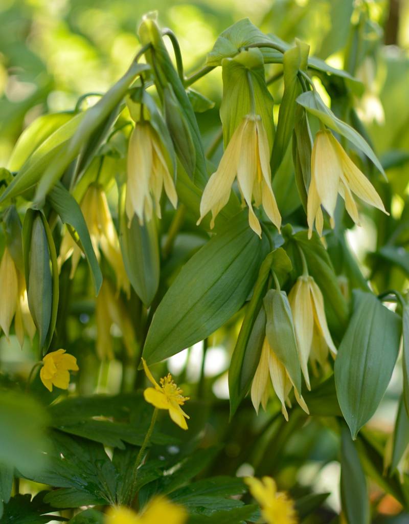 Feestklokje  Uvularia grandiflora (Feestklokje)