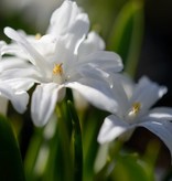 Sneeuwroem (grote)  Chionodoxa luciliae 'Alba' (Witte grote sneeuwroem) - Stinzenplant, BIO