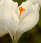 Krokus (bonte)  Crocus vernus 'Jeanne d'Arc' (Bonte krokus) - Stinzenplant, BIO - 100 stuks voor 4m2