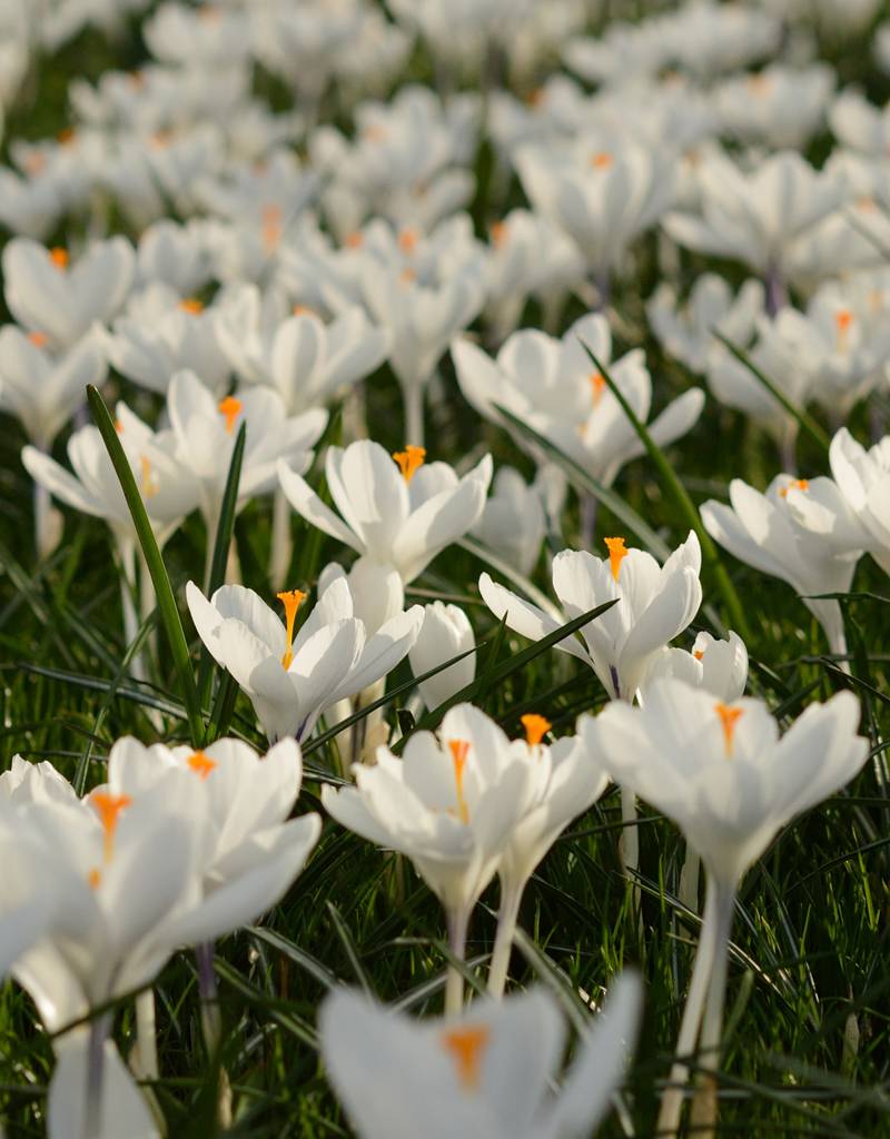 Circulaire Grote waanidee haag Crocus vernus 'Jeanne d'Arc' (Bonte krokus) biologisch - grootverpakking -  De Warande - Sterkebollen.nl