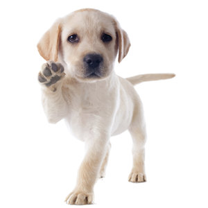 Muursticker Labrador Muursticker Labrador