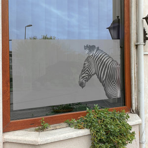 Raamfolie Zebra Raamfolie Zebra