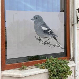 Vogel musje op tak Vogel musje op tak