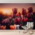 Behang tulp met ondergaande zon Behang tulp met ondergaande zon