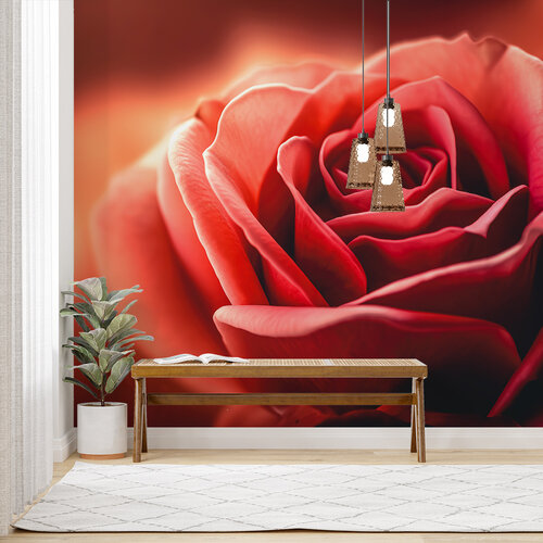 Behang Roos close up Behang Roos close up