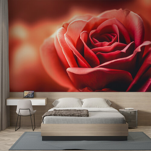 Behang Roos close up Behang Roos close up