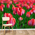 Behang Rode tulpen Behang Rode tulpen