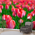 Behang Rode tulpen Behang Rode tulpen