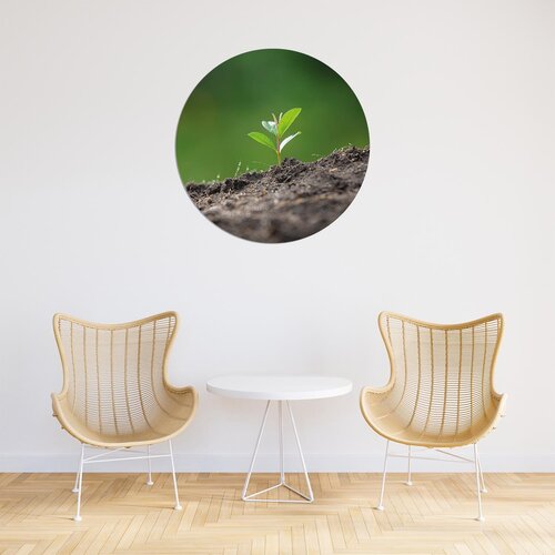 Natuurlijke Muurcirkel - Unieke Decoratie voor Elk Interieur Natuurlijke Muurcirkel - Unieke Decoratie voor Elk Interieur