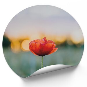 Rode Klaproos Rode Klaproos