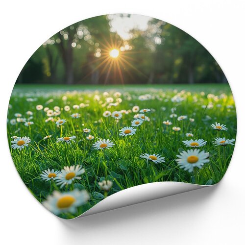 Madeliefjes op een veld Madeliefjes op een veld