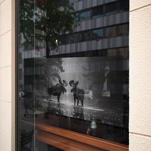 Herten in het bos Herten in het bos