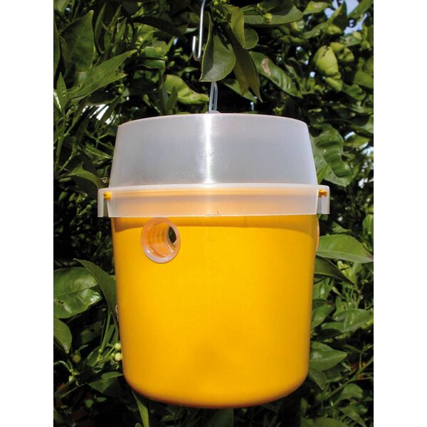 Insect trap Tephri