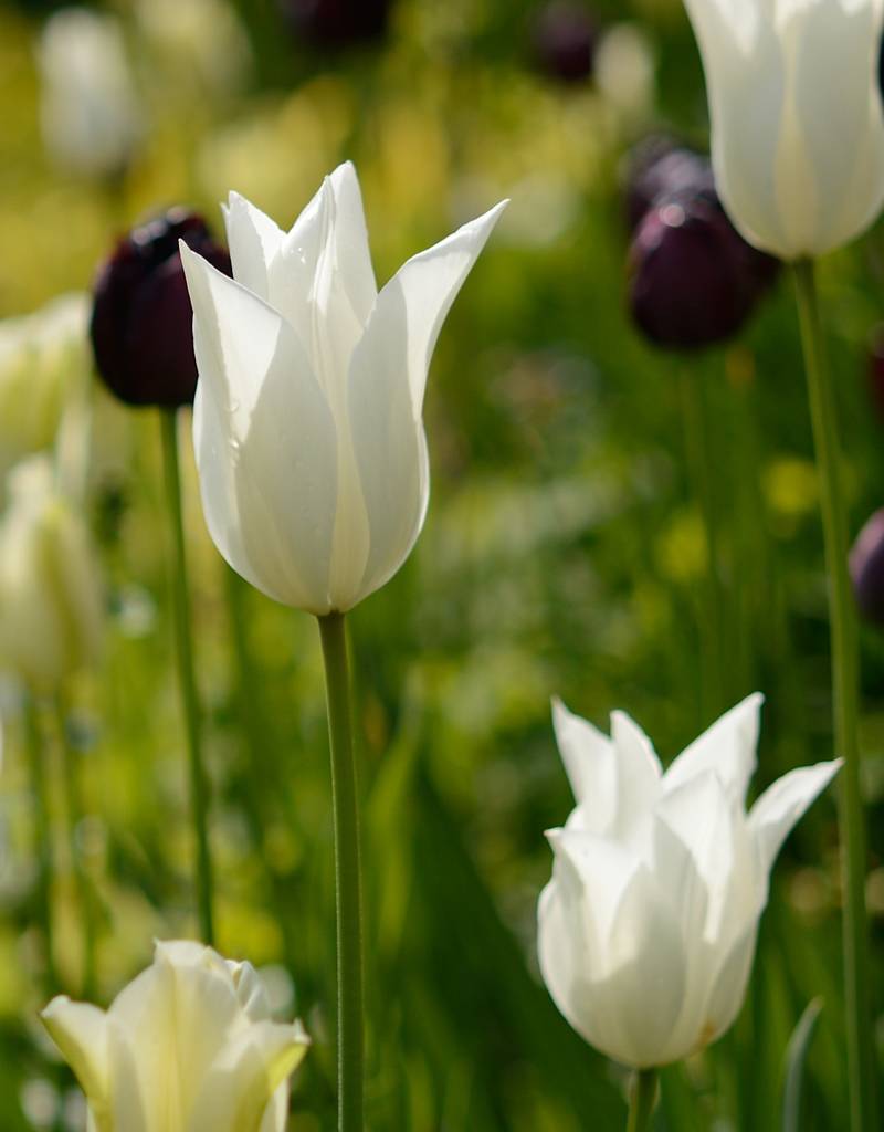 Tulpe  Tulipa 'White Triumphator'