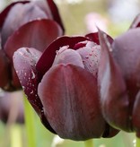 Tulpe  Tulipa ‘Queen of Night’
