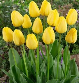 Tulpe  Tulipa ‘Golden Parade’