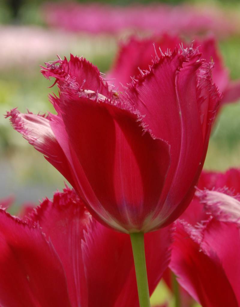 Tulpe  Tulipa ‘Burgundy Lace’