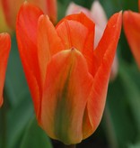 Tulpe  Tulipa ‘Orange Emperor’