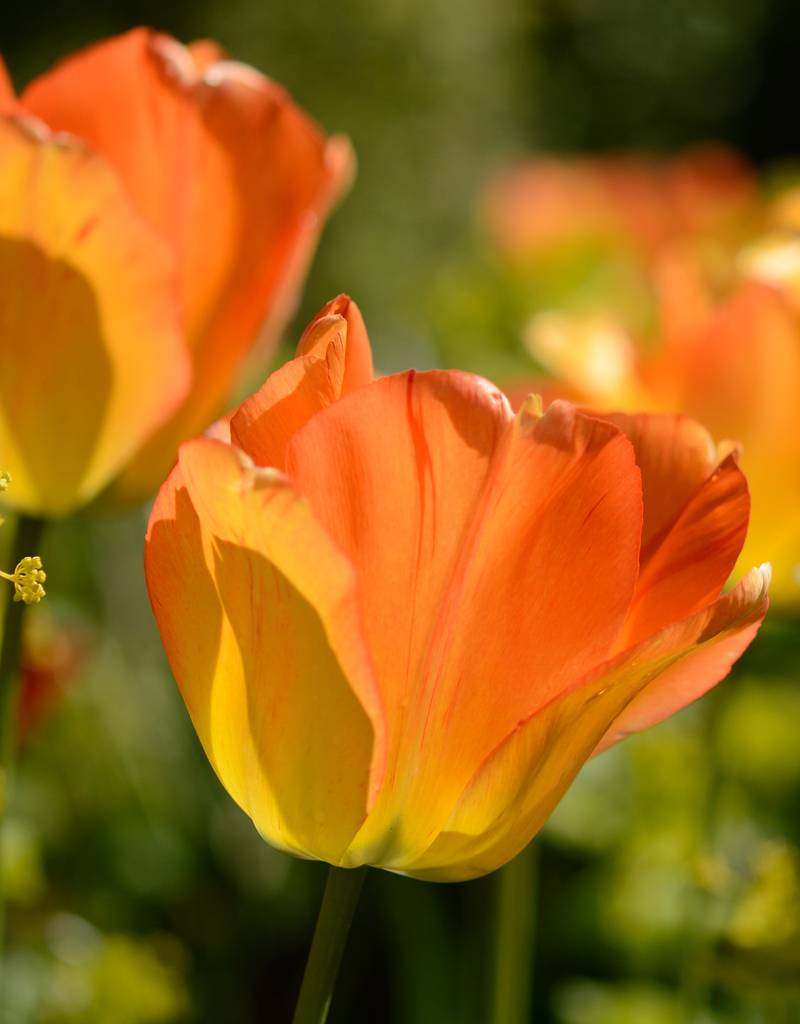 Tulpe  Tulipa ‘Daydream’