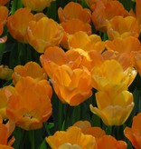 Tulpe  Tulipa ‘Daydream’