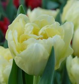 Tulpe  Tulipa ‘Verona’
