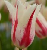 Tulpe  Tulipa ‘Marilyn’