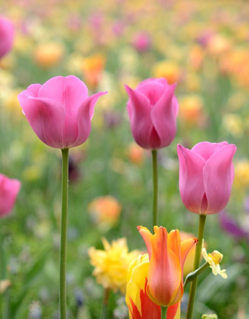 Tulpe  Tulipa ′Don Quichotte′