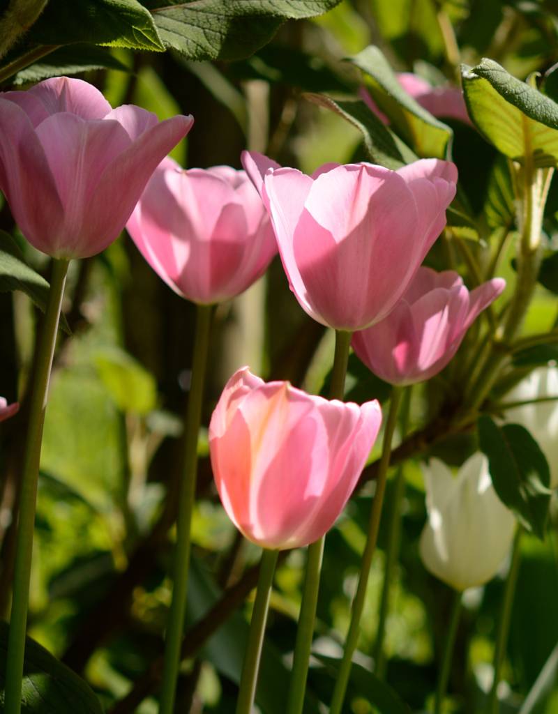 Tulpe  Tulipa ′Mistress′