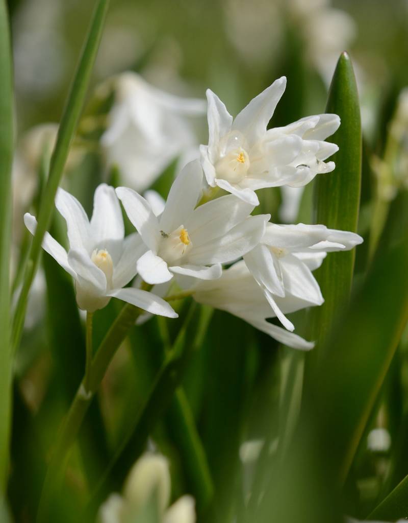 Kegelblume  Puschkinia scilloides var. libanotica 'Alba' (Libanon-Kegelblume) - Stinsenpflanze, BIO