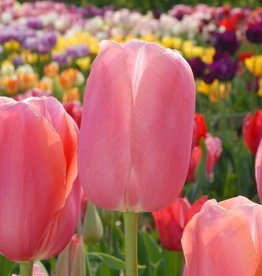 Tulpe  Tulipa ′Menton′