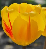 Tulpe  Tulipa ′Juliette′