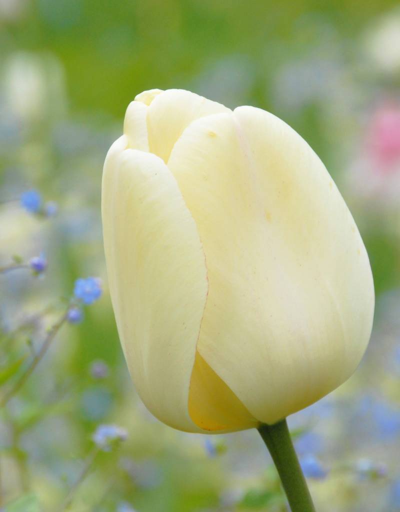 Tulpe  Tulipa ′Ivory Floradale′