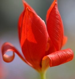 Tulpe  Tulipa sprengeri