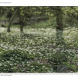 Buch  Tuinieren met Stinzenplanten 2